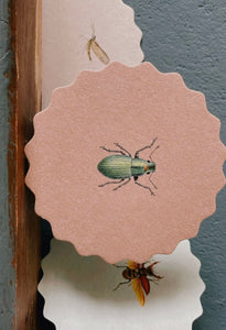 Coaster Set Insects